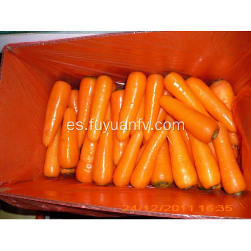 Zanahoria nutritiva de buena calidad